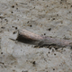 Imagen para el artículo titulado Descubren una especie desconocida de antiguo humano extremadamente pequeño en una cueva de Filipinas